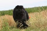 CHOW CHOW 092
